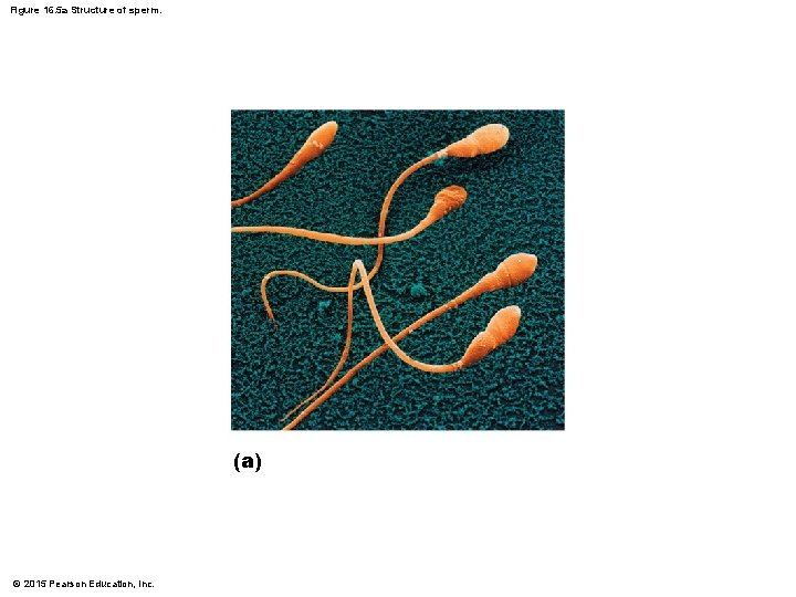Figure 16. 5 a Structure of sperm. (a) © 2015 Pearson Education, Inc. 