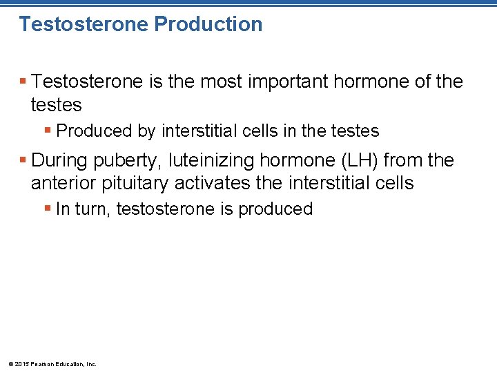 Testosterone Production § Testosterone is the most important hormone of the testes § Produced