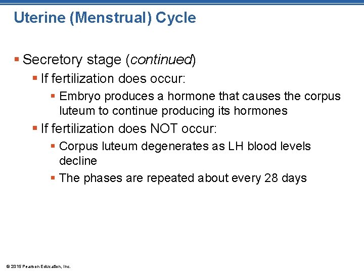 Uterine (Menstrual) Cycle § Secretory stage (continued) § If fertilization does occur: § Embryo