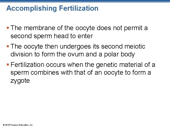 Accomplishing Fertilization § The membrane of the oocyte does not permit a second sperm