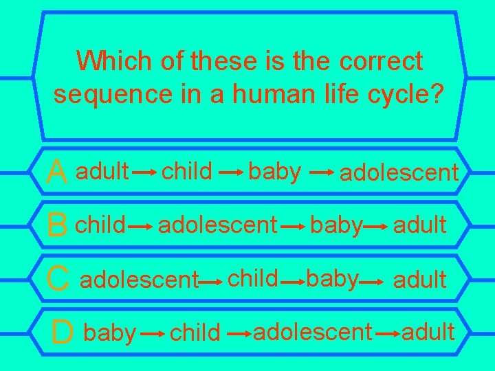 Which of these is the correct sequence in a human life cycle? A adult