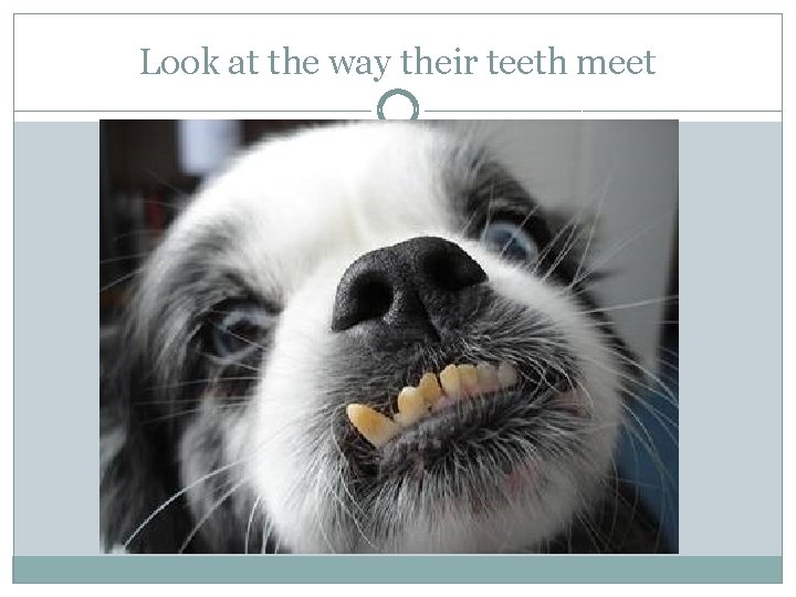 Look at the way their teeth meet 