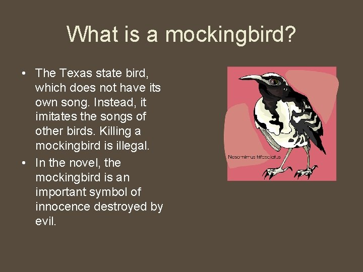 What is a mockingbird? • The Texas state bird, which does not have its