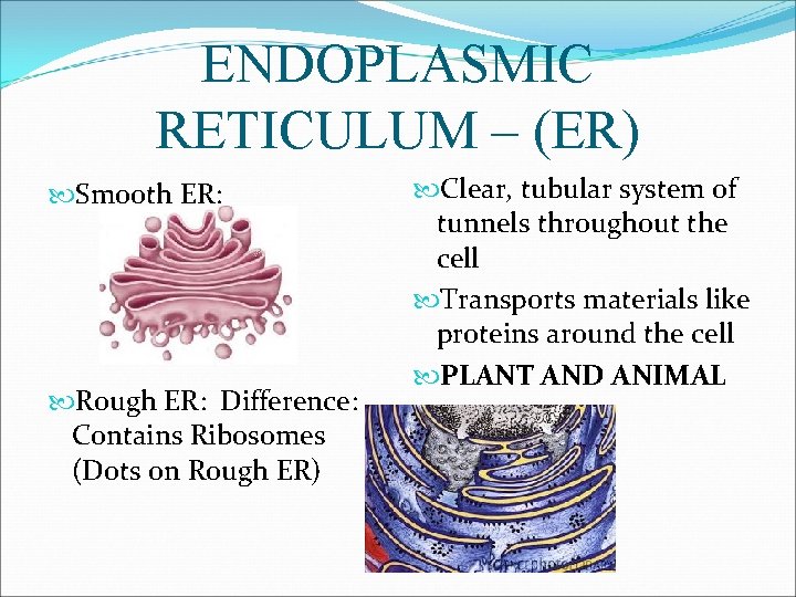 ENDOPLASMIC RETICULUM – (ER) Smooth ER: Rough ER: Difference: Contains Ribosomes (Dots on Rough