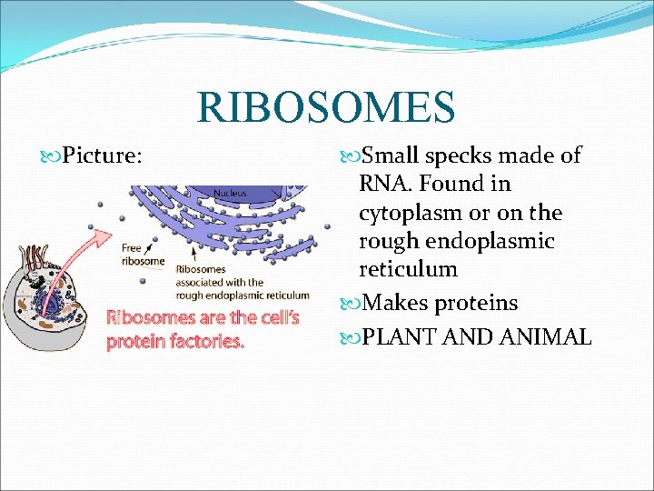 RIBOSOMES Picture: Small specks made of RNA. Found in cytoplasm or on the rough