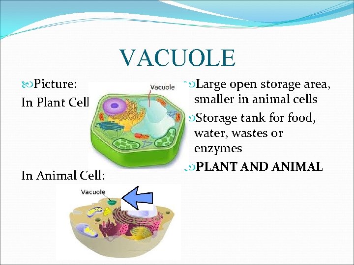 VACUOLE Picture: In Plant Cell: In Animal Cell: Large open storage area, smaller in