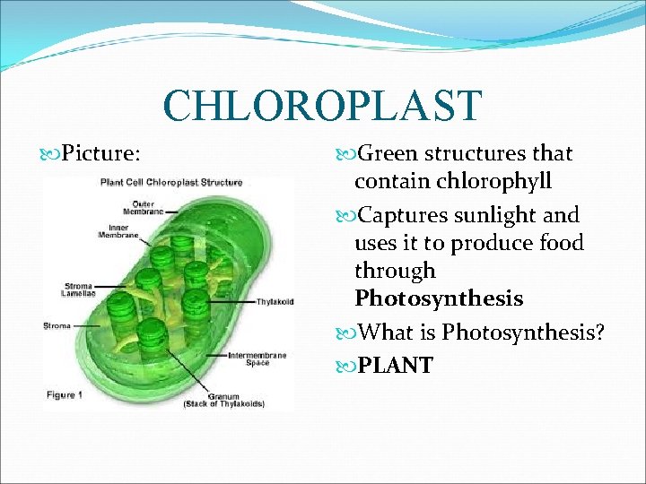 CHLOROPLAST Picture: Green structures that contain chlorophyll Captures sunlight and uses it to produce