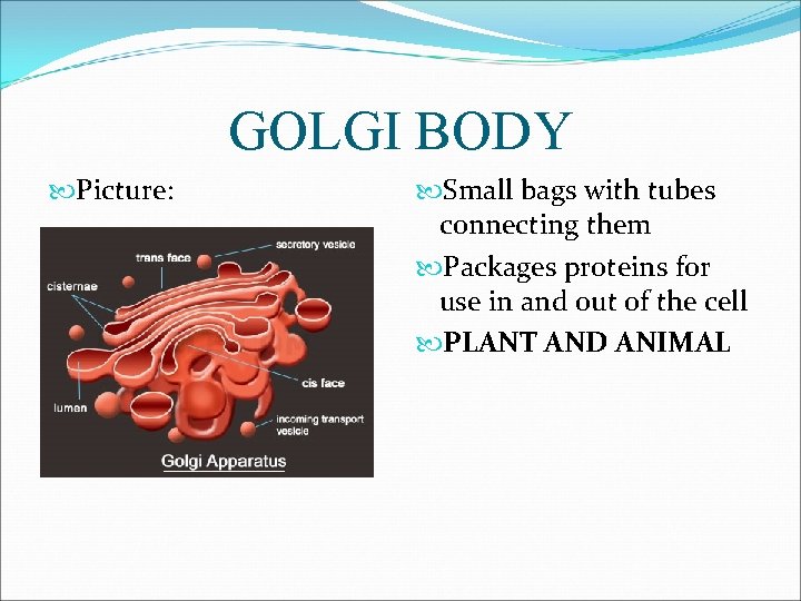GOLGI BODY Picture: Small bags with tubes connecting them Packages proteins for use in