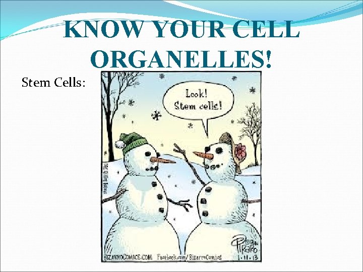 KNOW YOUR CELL ORGANELLES! Stem Cells: 