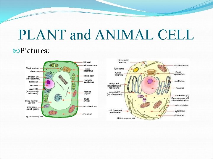 PLANT and ANIMAL CELL Pictures: 