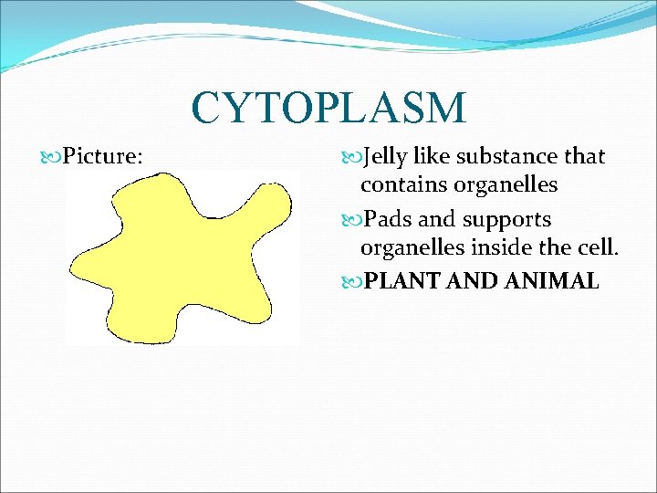 CYTOPLASM Picture: Jelly like substance that contains organelles Pads and supports organelles inside the