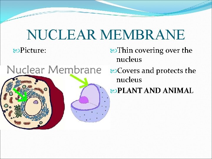 NUCLEAR MEMBRANE Picture: Thin covering over the nucleus Covers and protects the nucleus PLANT