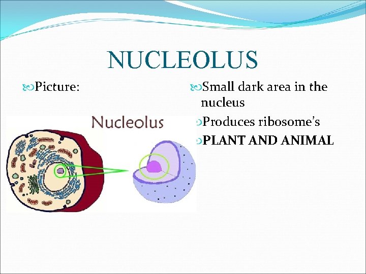 NUCLEOLUS Picture: Small dark area in the nucleus Produces ribosome’s PLANT AND ANIMAL 