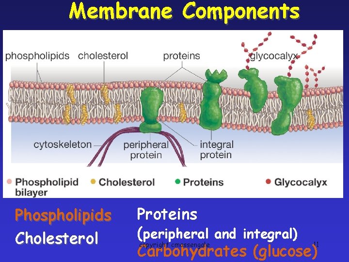 Membrane Components Phospholipids Cholesterol Proteins (peripheral and integral) copyright cmassengale 11 Carbohydrates (glucose) 