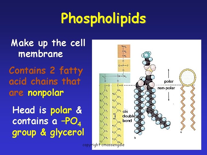 Phospholipids Make up the cell membrane Contains 2 fatty acid chains that are nonpolar