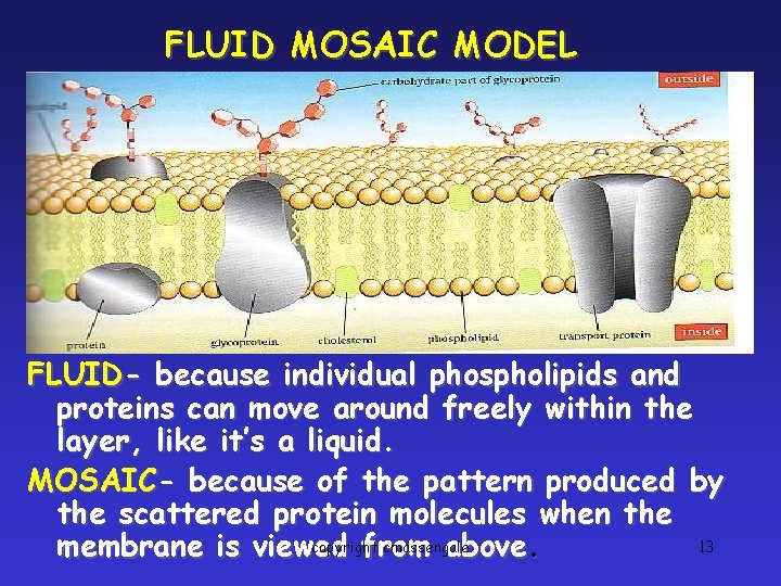FLUID MOSAIC MODEL FLUID- because individual phospholipids and proteins can move around freely within