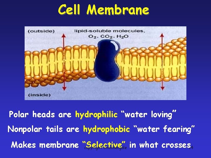 Cell Membrane Polar heads are hydrophilic “water loving” Nonpolar tails are hydrophobic “water fearing”