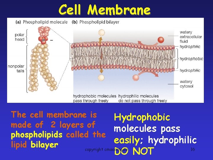 Cell Membrane The cell membrane is Hydrophobic made of 2 layers of molecules pass
