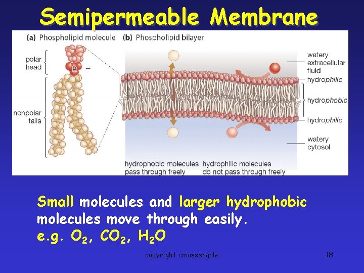 Semipermeable Membrane Small molecules and larger hydrophobic molecules move through easily. e. g. O