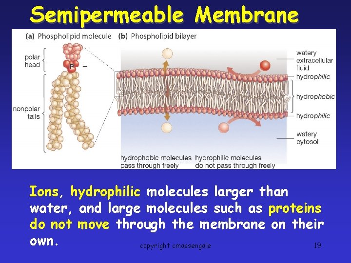 Semipermeable Membrane Ions, hydrophilic molecules larger than water, and large molecules such as proteins