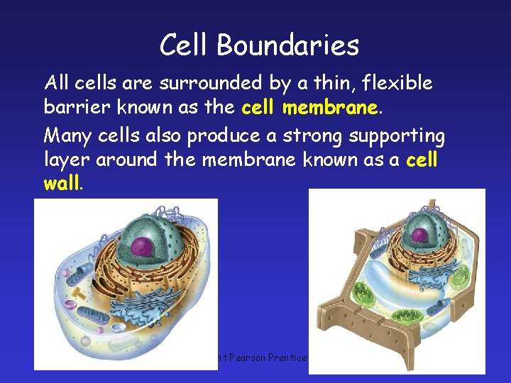 Cell Boundaries All cells are surrounded by a thin, flexible barrier known as the