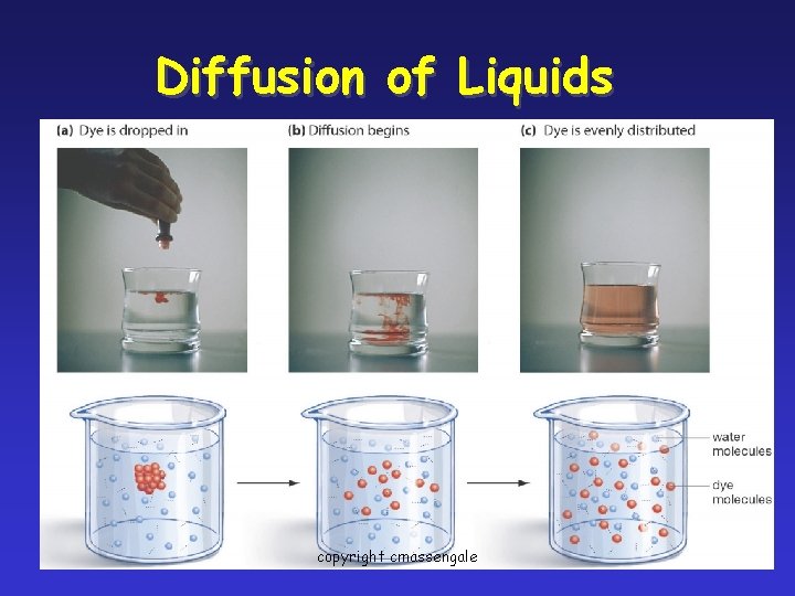 Diffusion of Liquids copyright cmassengale 25 
