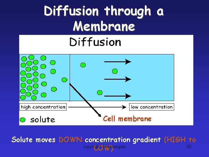 Diffusion through a Membrane Cell membrane Solute moves DOWN concentration gradient (HIGH to copyright