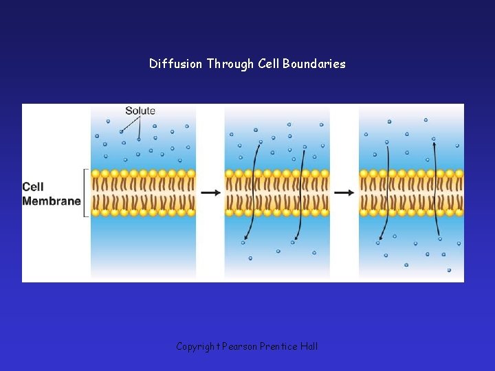 Diffusion Through Cell Boundaries Copyright Pearson Prentice Hall 