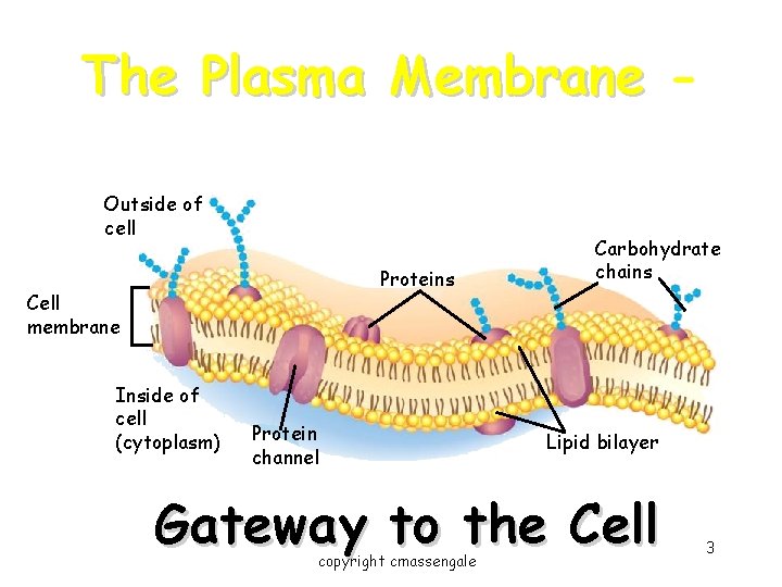 The Plasma Membrane Outside of cell Proteins Cell membrane Inside of cell (cytoplasm) Protein