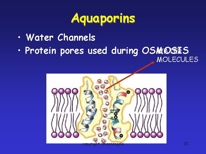Aquaporins • Water Channels • Protein pores used during OSMOSIS WATER MOLECULES copyright cmassengale