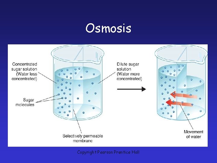 Osmosis How Osmosis Works Copyright Pearson Prentice Hall 