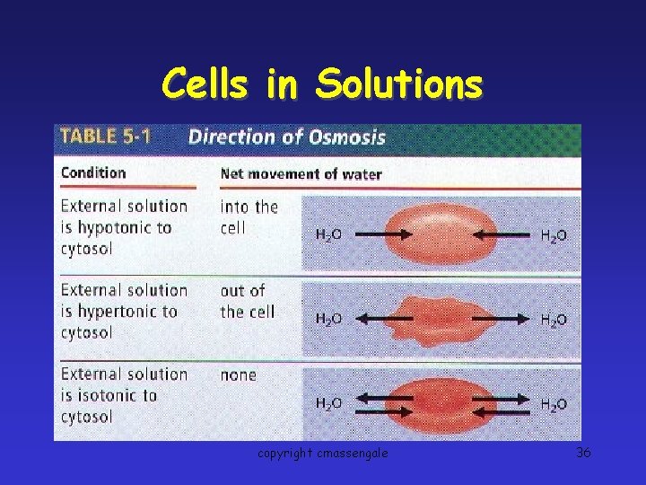 Cells in Solutions copyright cmassengale 36 