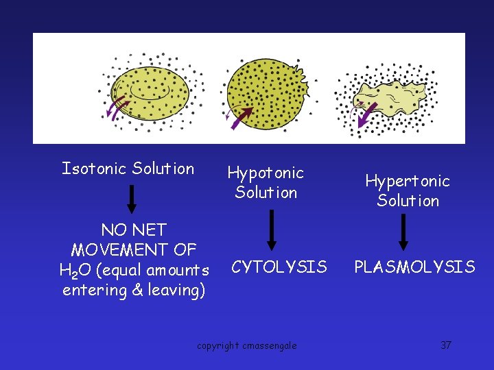 Isotonic Solution Hypotonic Solution NO NET MOVEMENT OF H 2 O (equal amounts entering