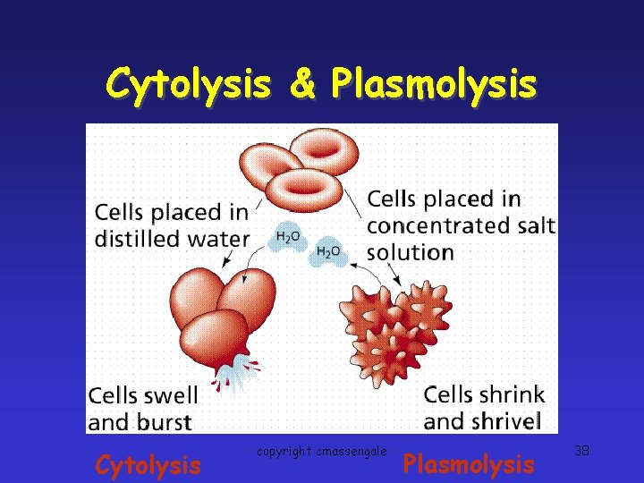 Cytolysis & Plasmolysis Cytolysis copyright cmassengale Plasmolysis 38 