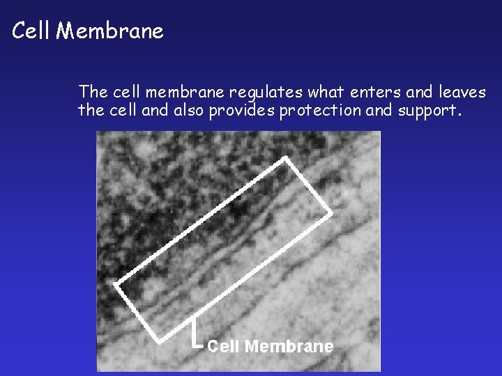 Cell Membrane The cell membrane regulates what enters and leaves the cell and also