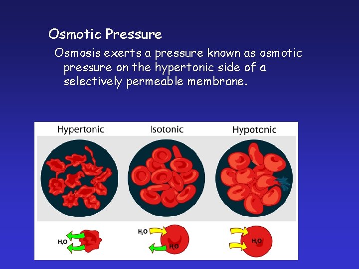 Osmotic Pressure Osmosis exerts a pressure known as osmotic pressure on the hypertonic side