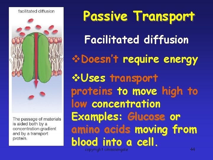 Passive Transport Facilitated diffusion v. Doesn’t require energy v. Uses transport proteins to move