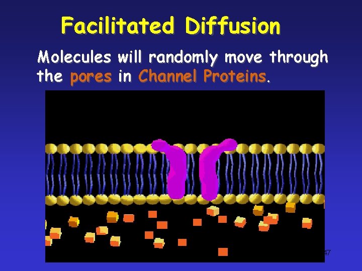 Facilitated Diffusion Molecules will randomly move through the pores in Channel Proteins. copyright cmassengale