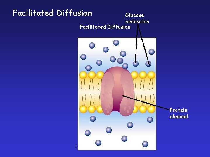 Facilitated Diffusion Glucose molecules Facilitated Diffusion Protein channel Copyright Pearson Prentice Hall 