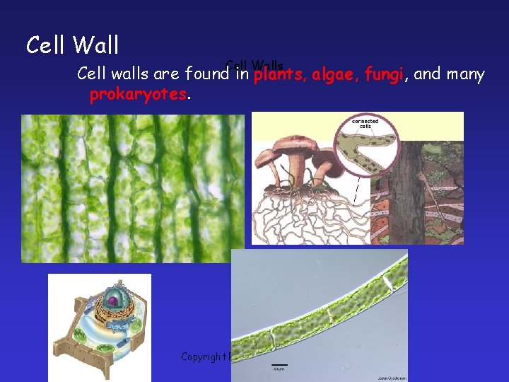 Cell Walls Cell walls are found in plants, algae, fungi, and many prokaryotes. Copyright