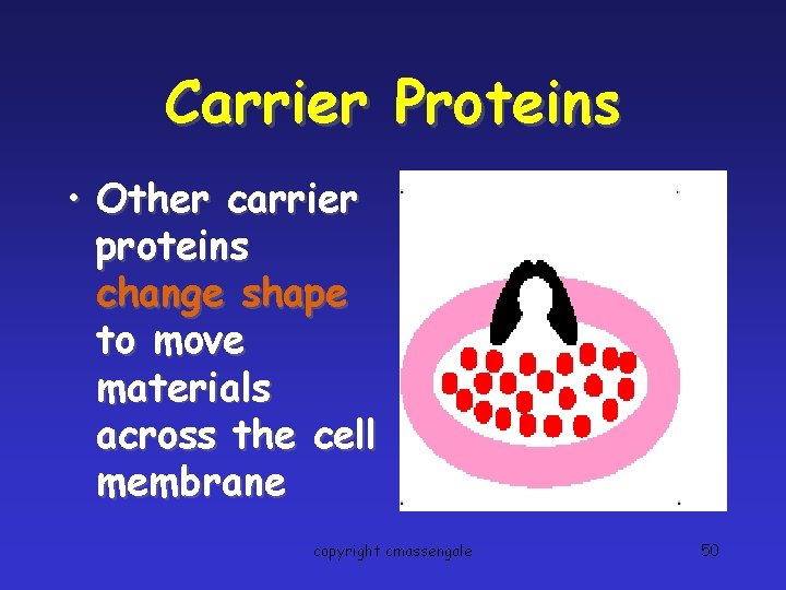 Carrier Proteins • Other carrier proteins change shape to move materials across the cell