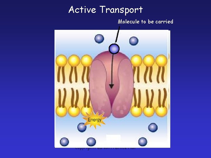 Active Transport Molecule to be carried Copyright Pearson Prentice Hall 