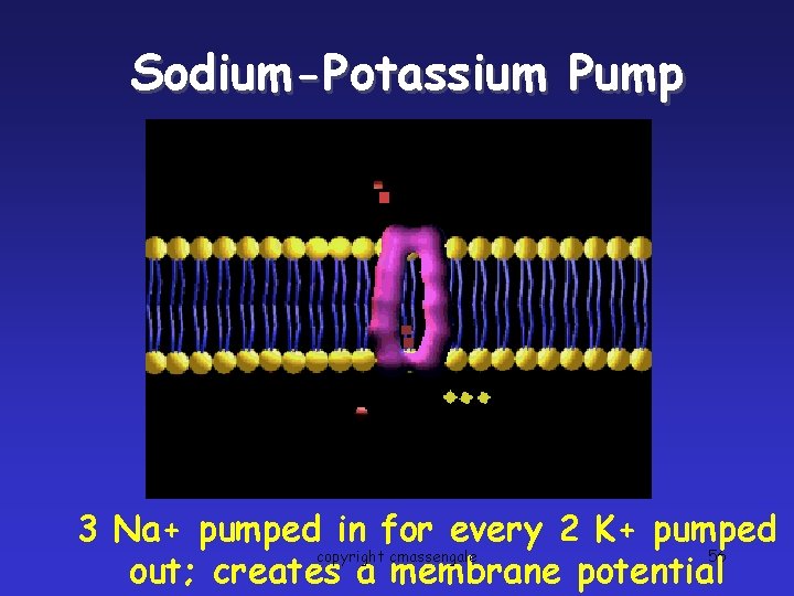 Sodium-Potassium Pump 3 Na+ pumped in for every 2 K+ pumped copyright cmassengale 56