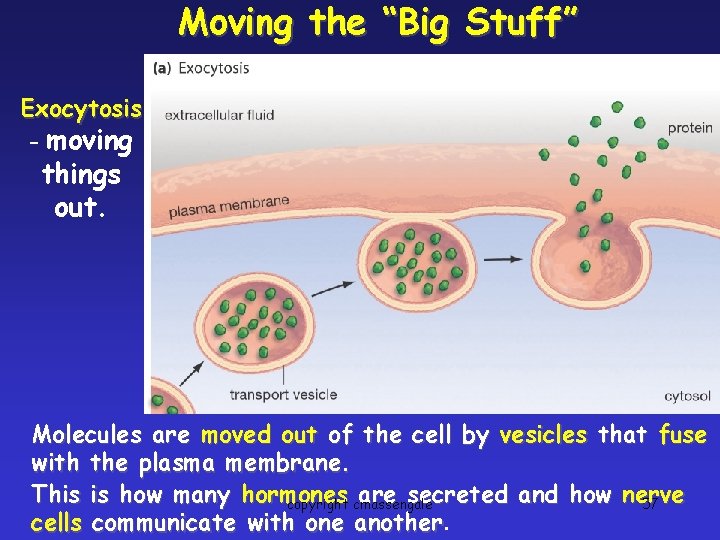 Moving the “Big Stuff” Exocytosis - moving things out. Molecules are moved out of