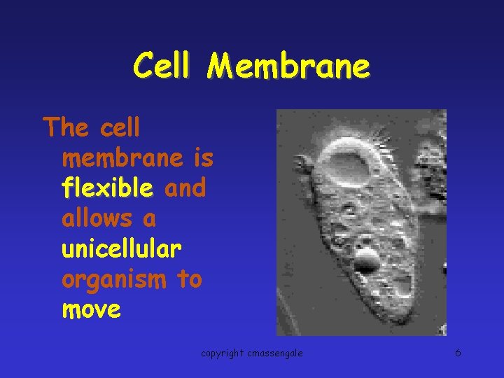 Cell Membrane The cell membrane is flexible and allows a unicellular organism to move