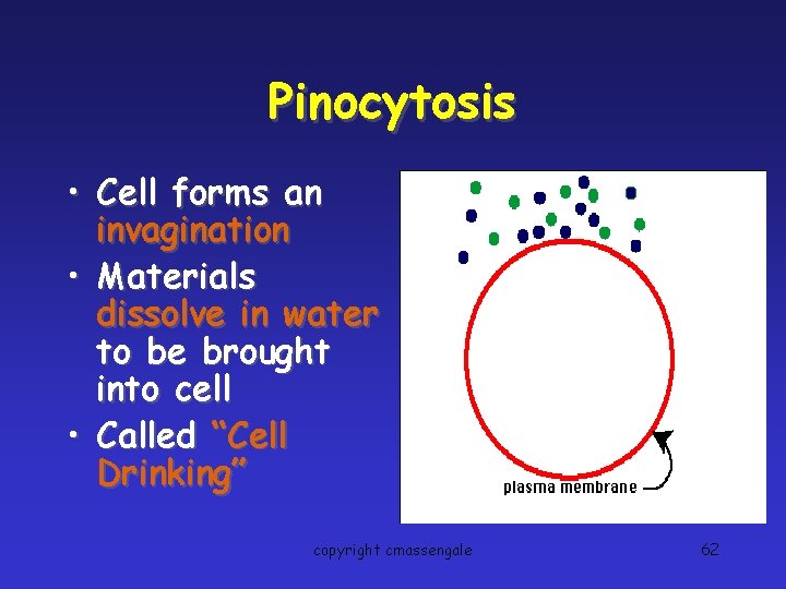 Pinocytosis • Cell forms an invagination • Materials dissolve in water to be brought