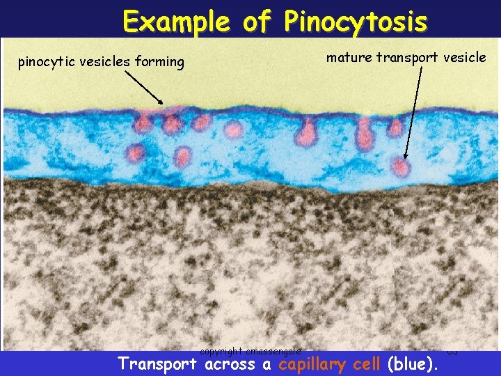 Example of Pinocytosis mature transport vesicle pinocytic vesicles forming copyright cmassengale Transport across a