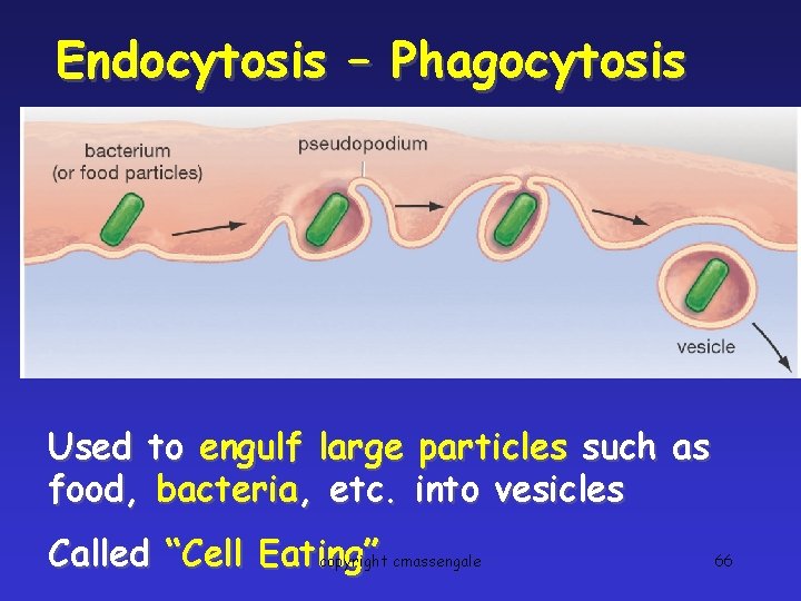 Endocytosis – Phagocytosis Used to engulf large particles such as food, bacteria, etc. into