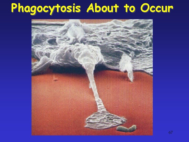 Phagocytosis About to Occur 67 