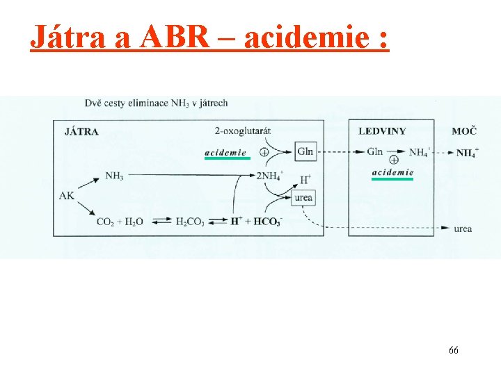 Játra a ABR – acidemie : 66 